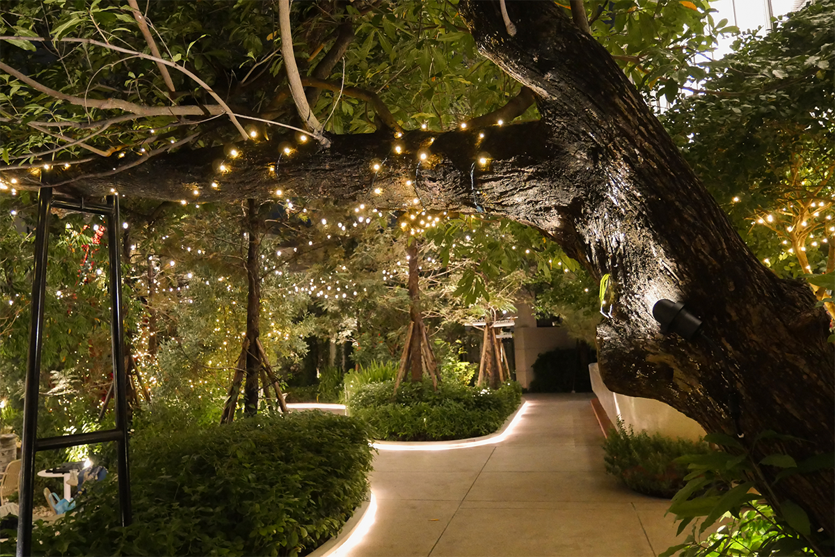 NOVA CAP spotlight highlighting landscape trees